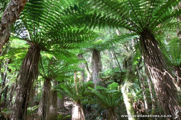 Cyathea smithii Cyathea smithii Oratia Native Plant Nursery