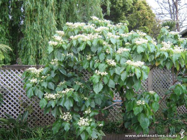 Entelea Entelea arborescens Oratia Native Plant Nursery