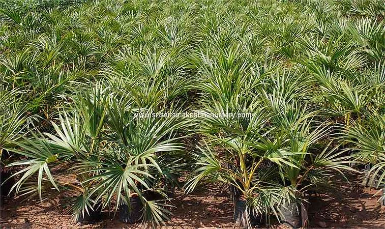 Latania verschaffeltii Latania verschaffeltii Palmpedia Palm Grower39s Guide