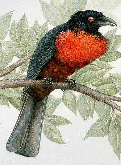 Red-ruffed fruitcrow Untitled Document