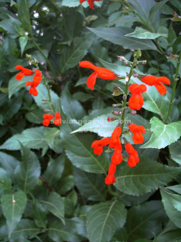 Salvia miniata MINIATA Unlimited Perennials