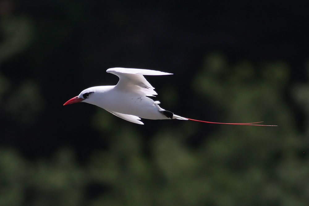 Red-tailed tropicbird AMUSING WORLD THE RED TAILED TROPICBIRD