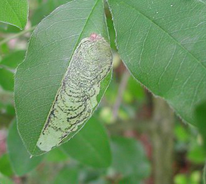 Leucoptera laburnella wwwukflyminescoukImagesgalleryLeucopteralab